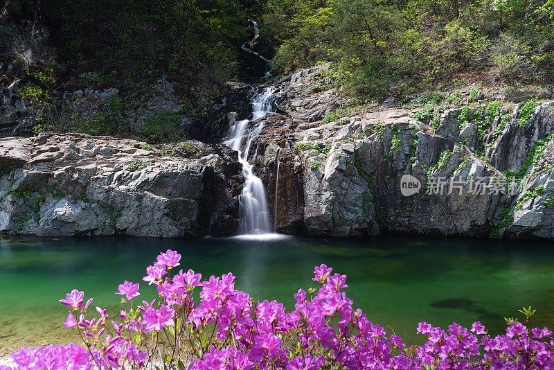 VH522 Rhododendron flowers in Myongji valley and Yongsu waterfall…
